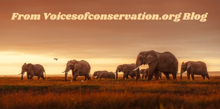 Unveiling Conservation Insights: A Deep Dive into “from voicesofconservation.org blog”